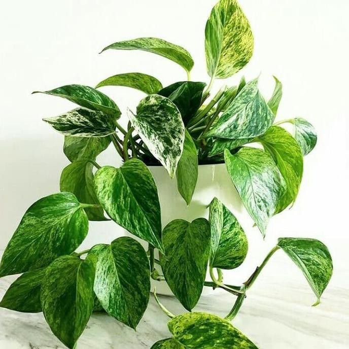 Sirih Gading Variegata